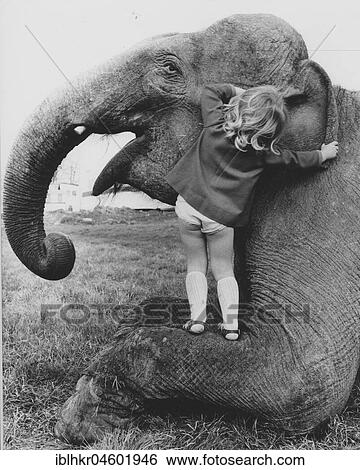 Girl whispers elephant in ear, England, Great Britain View Large Photo Image Stock Photograph - Girl whispers elephant in ear, England, Great Britain. Fotosearch