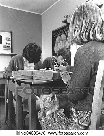 Girl with a fox in school, England, Great Britain View Large Photo Image Stock Photo - Girl with a fox in school, England, Great Britain. Fotosearch