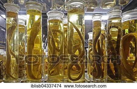 Glass cabinet with alcohol-preserved animal specimens, exhibits in The Wet Collections, Naturkundemuseum, Natural history museum, Berlin, Germany, Europe View Large Photo Image Picture - Glass cabinet with alcohol-preserved animal specimens, exhibits in The Wet Collections, Naturkundemuseum, Natural history museum, Berlin, Germany, Europe. Fotosearch