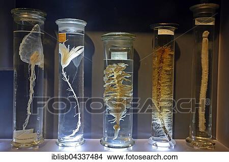 Glass cabinet with alcohol-preserved animal specimens, exhibits in The Wet Collections, Naturkundemuseum, Natural history museum, Berlin, Germany, Europe View Large Photo Image Picture - Glass cabinet with alcohol-preserved animal specimens, exhibits in The Wet Collections, Naturkundemuseum, Natural history museum, Berlin, Germany, Europe. Fotosearch