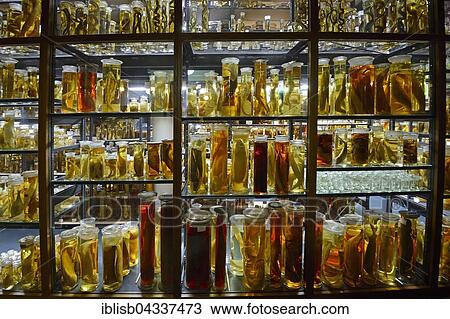 Stock Image - Glass cabinet with alcohol-preserved animal specimens, exhibits in The Wet Collections, Naturkundemuseum, Natural history museum, Berlin, Germany, Europe. Fotosearch