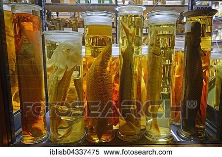 Glass cabinet with alcohol-preserved animal specimens, exhibits in The Wet Collections, Naturkundemuseum, Natural history museum, Berlin, Germany, Europe View Large Photo Image Stock Photography - Glass cabinet with alcohol-preserved animal specimens, exhibits in The Wet Collections, Naturkundemuseum, Natural history museum, Berlin, Germany, Europe. Fotosearch