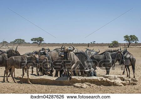 Gnu Antilopen (Connochaetes taurinus), Herde trinkt an einer Wasserstelle, Kgalagadi Transfrontier Park, Nordkap, Sudafrika View Large Photo Image Stock Photograph - Gnu Antilopen (Connochaetes taurinus), Herde trinkt an einer Wasserstelle, Kgalagadi Transfrontier Park, Nordkap, Sudafrika. Fotosearch