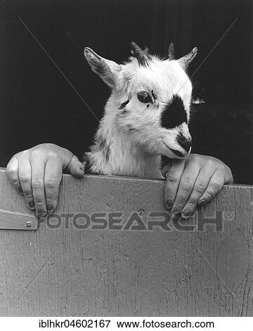 Goat with human hands, England, Great Britain View Large Photo Image Stock Photo - Goat with human hands, England, Great Britain. Fotosearch