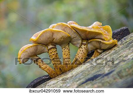 Goldfell-Schuppling (Pholiota aurivellus) auf Rotbuche, Sachsen, Deutschland, Europa View Large Photo Image Stock Photo - Goldfell-Schuppling (Pholiota aurivellus) auf Rotbuche, Sachsen, Deutschland, Europa. Fotosearch