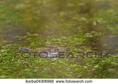 Grasfrosch (Rana temporaria) liegt zwischen Wasserpflanzen im Wasser, Nordrhein-Westfalen, Deutschland, Europa View Large Photo Image Stock Photo - Grasfrosch (Rana temporaria) liegt zwischen Wasserpflanzen im Wasser, Nordrhein-Westfalen, Deutschland, Europa. Fotosearch