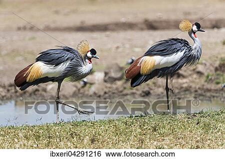 Grauhalskronenkranich (Balearica pavonina), Ol Pejeta Reservat, Kenia, Afrika View Large Photo Image Stock Photograph - Grauhalskronenkranich (Balearica pavonina), Ol Pejeta Reservat, Kenia, Afrika. Fotosearch