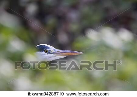 Graureiher (Ardea cinerea), Portrat, Hessen, Deutschland, Europa View Large Photo Image Stock Image - Graureiher (Ardea cinerea), Portrat, Hessen, Deutschland, Europa. Fotosearch