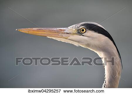 Graureiher (Ardea cinerea), Tierportrait, Baden-Wurttemberg, Deutschland, Europa View Large Photo Image Stock Photo - Graureiher (Ardea cinerea), Tierportrait, Baden-Wurttemberg, Deutschland, Europa. Fotosearch