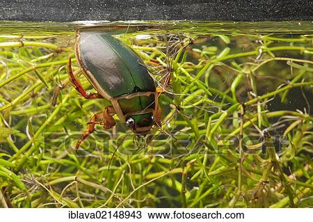 Stock Image - Great diving beetle (Dytiscus marginalis) collecting a bubble of air. Fotosearch