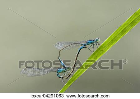 Grosse Pechlibelle (Ischnura elegans) bei der Paarung, androchromes Weibchen gefarbt wie Mannchen, Thuringen, Deutschland, Europa View Large Photo Image Stock Image - Grosse Pechlibelle (Ischnura elegans) bei der Paarung, androchromes Weibchen gefarbt wie Mannchen, Thuringen, Deutschland, Europa. Fotosearch