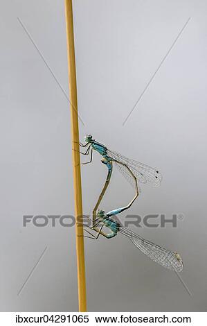 Grosse Pechlibelle (Ischnura elegans) bei der Paarung, androchromes Weibchen gefarbt wie Mannchen, Thuringen, Deutschland, Europa View Large Photo Image Stock Photography - Grosse Pechlibelle (Ischnura elegans) bei der Paarung, androchromes Weibchen gefarbt wie Mannchen, Thuringen, Deutschland, Europa. Fotosearch
