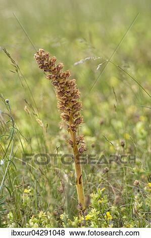 Stock Photo - Grosse Sommerwurz (Orobanche elatior), Kaiserstuhl, Baden-Wurtemberg, Deutschland, Europa. Fotosearch