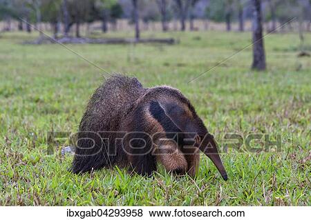 Stock Photo - Grosser Ameisenbar (Myrmecophaga tridactyla), Mato Grosso, Brasilien, Sudamerika. Fotosearch