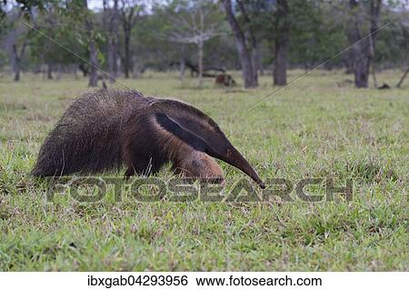 Grosser Ameisenbar (Myrmecophaga tridactyla), Mato Grosso, Brasilien, Sudamerika View Large Photo Image Stock Photograph - Grosser Ameisenbar (Myrmecophaga tridactyla), Mato Grosso, Brasilien, Sudamerika. Fotosearch