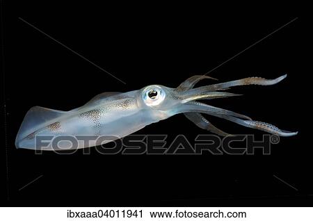 Grossflossen-Riffkalmar (Sepioteuthis lessoniana), Mindanaosee, auch Boholsee, Philippinen, Asien View Large Photo Image Stock Image - Grossflossen-Riffkalmar (Sepioteuthis lessoniana), Mindanaosee, auch Boholsee, Philippinen, Asien. Fotosearch