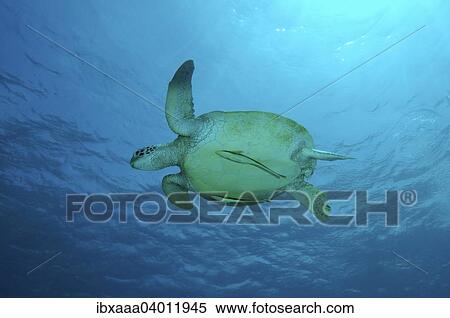 Stock Photography - Grune Meeresschildkrote, auch Suppenschildkrote (Chelonia mydas), Mindanaosee, auch Boholsee, Philippinen, Asien. Fotosearch