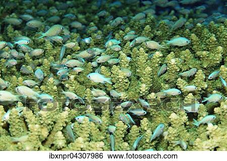 Gruner Schwalbenschwanz (Chromis viridis), versteckt sich im dichten Geast von Acropora Korallen (Acropora sp. ), Saparua Insel, Molukken, Banda See, Pazifik, Indonesien, Asien View Large Photo Image Stock Photograph - Gruner Schwalbenschwanz (Chromis viridis), versteckt sich im dichten Geast von Acropora Korallen (Acropora sp. ), Saparua Insel, Molukken, Banda See, Pazifik, Indonesien, Asien. Fotosearch