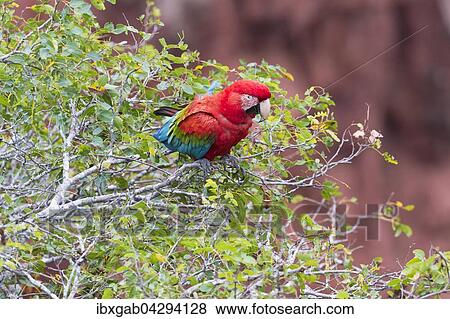 Grunflugelara (Ara chloropterus), Buraco das Araras, Mato Grosso do Sul, Brasilien, Sudamerika View Large Photo Image Stock Photo - Grunflugelara (Ara chloropterus), Buraco das Araras, Mato Grosso do Sul, Brasilien, Sudamerika. Fotosearch