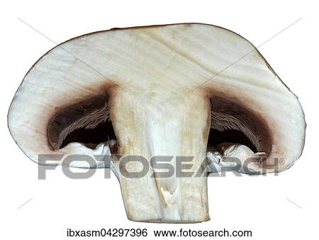 Halbierter Champignon (Agaricus) View Large Photo Image Stock Photograph - Halbierter Champignon (Agaricus). Fotosearch