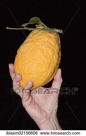 Hand holding a Citron or Cedrat (Citrus medica) View Large Photo Image Stock Photograph - Hand holding a Citron or Cedrat (Citrus medica). Fotosearch