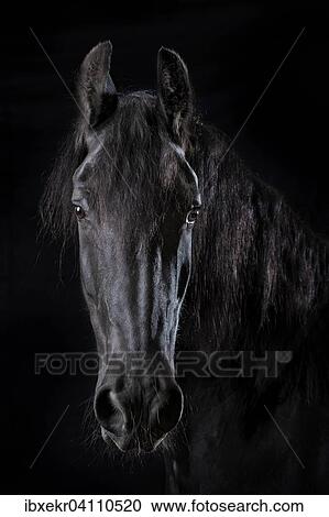 Hauspferd (Equus ferus caballus), Friese, Tierportrait View Large Photo Image Stock Image - Hauspferd (Equus ferus caballus), Friese, Tierportrait. Fotosearch