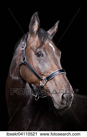 Hauspferd (Equus ferus caballus), Bayrisches Warmblut, Tierportrait View Large Photo Image Stock Image - Hauspferd (Equus ferus caballus), Bayrisches Warmblut, Tierportrait. Fotosearch