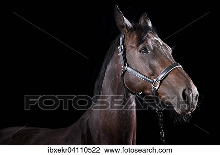 Hauspferd (Equus ferus caballus), Bayrisches Warmblut, Tierportrait View Large Photo Image Stock Image - Hauspferd (Equus ferus caballus), Bayrisches Warmblut, Tierportrait. Fotosearch
