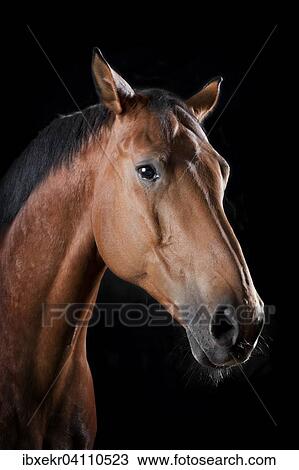 Hauspferd (Equus ferus caballus), Holsteiner, Tierportrait View Large Photo Image Stock Image - Hauspferd (Equus ferus caballus), Holsteiner, Tierportrait. Fotosearch