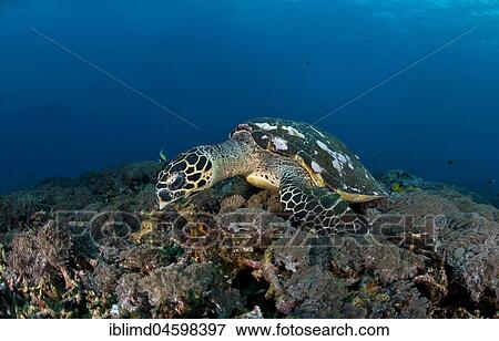 Hawksbill sea turtle (Eretmochelys imbricata), on forage over coral reef, Nusa Penida, Nusa Lembongan, Bali, Indonesia, Asia View Large Photo Image Stock Photo - Hawksbill sea turtle (Eretmochelys imbricata), on forage over coral reef, Nusa Penida, Nusa Lembongan, Bali, Indonesia, Asia. Fotosearch