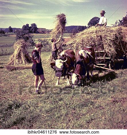 Hay harvest, hay wagon with cows, around 1950, near Freiburg, Germany, Europe View Large Photo Image Stock Photograph - Hay harvest, hay wagon with cows, around 1950, near Freiburg, Germany, Europe. Fotosearch