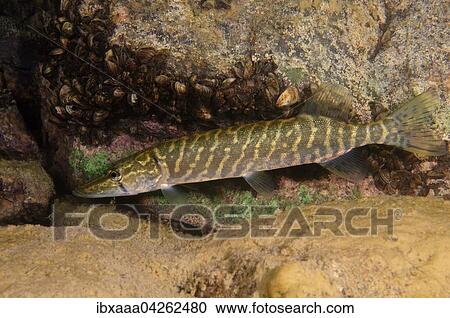 Hecht (Esox lucius), Aleksandrovskiy Granitsteinbruch, Ukraine, Europa View Large Photo Image Stock Image - Hecht (Esox lucius), Aleksandrovskiy Granitsteinbruch, Ukraine, Europa. Fotosearch