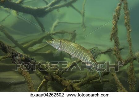 Hecht (Esox lucius), Aleksandrovskiy Granitsteinbruch, Ukraine, Europa View Large Photo Image Stock Image - Hecht (Esox lucius), Aleksandrovskiy Granitsteinbruch, Ukraine, Europa. Fotosearch