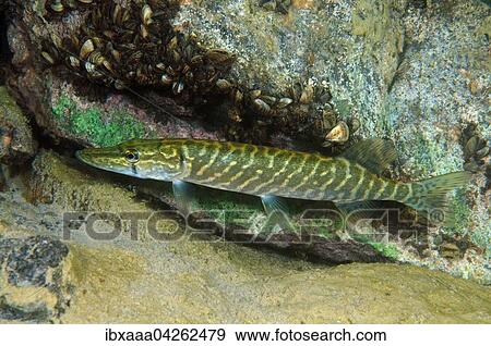 Hecht (Esox lucius), Aleksandrovskiy Granitsteinbruch, Ukraine, Europa View Large Photo Image Stock Photo - Hecht (Esox lucius), Aleksandrovskiy Granitsteinbruch, Ukraine, Europa. Fotosearch