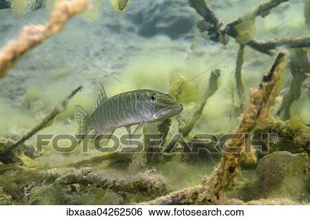 Hecht (Esox lucius), mit einem versunkenen Baum, Aleksandrovskiy Granitsteinbruch, Ukraine, Europa View Large Photo Image Stock Photograph - Hecht (Esox lucius), mit einem versunkenen Baum, Aleksandrovskiy Granitsteinbruch, Ukraine, Europa. Fotosearch