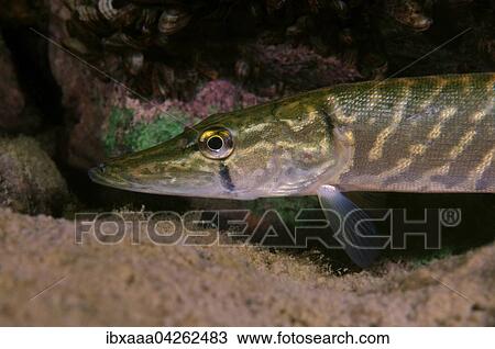 Stock Image - Hecht (Esox lucius), Portrait, Aleksandrovskiy Granitsteinbruch, Ukraine, Europa. Fotosearch