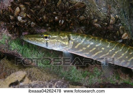 Stock Photo - Hecht (Esox lucius), Portrait, Aleksandrovskiy Granitsteinbruch, Ukraine, Europa. Fotosearch