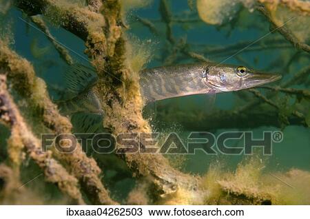 Hecht (Esox lucius), versteckt sich hinter Zweigen, Aleksandrovskiy Granitsteinbruch, Ukraine, Europa View Large Photo Image Stock Image - Hecht (Esox lucius), versteckt sich hinter Zweigen, Aleksandrovskiy Granitsteinbruch, Ukraine, Europa. Fotosearch