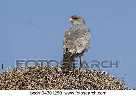 Heller Grauflugelhabicht (Melierax canorus) sitzt auf einem Siedelweber-Nest, Kgalagadi Transfrontier Park, Nordkap Provinz, Sudafrika View Large Photo Image Stock Image - Heller Grauflugelhabicht (Melierax canorus) sitzt auf einem Siedelweber-Nest, Kgalagadi Transfrontier Park, Nordkap Provinz, Sudafrika. Fotosearch