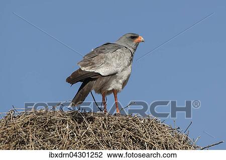 Heller Grauflugelhabicht (Melierax canorus) sitzt auf einem Siedelweber-Nest, Kgalagadi Transfrontier Park, Nordkap Provinz, Sudafrika View Large Photo Image Stock Image - Heller Grauflugelhabicht (Melierax canorus) sitzt auf einem Siedelweber-Nest, Kgalagadi Transfrontier Park, Nordkap Provinz, Sudafrika. Fotosearch