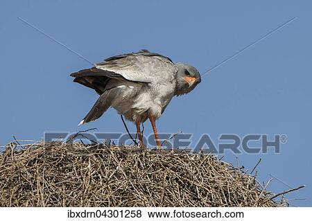 Heller Grauflugelhabicht (Melierax canorus) sitzt auf einem Siedelweber-Nest, Kgalagadi Transfrontier Park, Nordkap Provinz, Sudafrika View Large Photo Image Stock Photo - Heller Grauflugelhabicht (Melierax canorus) sitzt auf einem Siedelweber-Nest, Kgalagadi Transfrontier Park, Nordkap Provinz, Sudafrika. Fotosearch