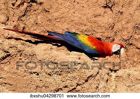 Hellroter Ara (Ara macao) an Lehmwand, Nationalpark Manu, UNESCO Weltkulturerbe, Peru, Sudamerika View Large Photo Image Stock Image - Hellroter Ara (Ara macao) an Lehmwand, Nationalpark Manu, UNESCO Weltkulturerbe, Peru, Sudamerika. Fotosearch