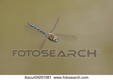 Stock Image - Herbst-Mosaikjungfer (Aeshna mixta), Mannchen im Flug, Thuringen, Deutschland, Europa. Fotosearch