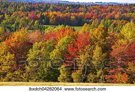 Herbstfarben, Baume und Wiese, Eastern Townships, Foster, Quebec, Kanada, Nordamerika View Large Photo Image Picture - Herbstfarben, Baume und Wiese, Eastern Townships, Foster, Quebec, Kanada, Nordamerika. Fotosearch