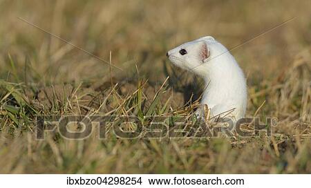 Hermelin (Mustela erminea), grosses Wiesel im Winterfell schaut neugierig und sichernd aus seinem Bau, Biospharengebiet, Schwabische Alb, Baden-Wurttemberg View Large Photo Image Picture - Hermelin (Mustela erminea), grosses Wiesel im Winterfell schaut neugierig und sichernd aus seinem Bau, Biospharengebiet, Schwabische Alb, Baden-Wurttemberg. Fotosearch