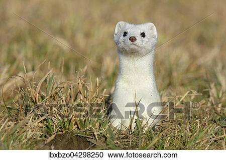 Hermelin (Mustela erminea), grosses Wiesel im Winterfell schaut neugierig und sichernd aus seinem Bau, Biospharengebiet, Schwabische Alb, Baden-Wurttemberg View Large Photo Image Stock Image - Hermelin (Mustela erminea), grosses Wiesel im Winterfell schaut neugierig und sichernd aus seinem Bau, Biospharengebiet, Schwabische Alb, Baden-Wurttemberg. Fotosearch