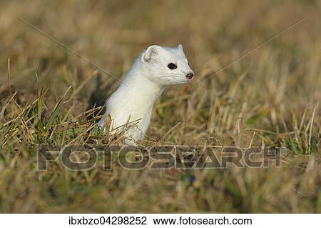 Hermelin (Mustela erminea), grosses Wiesel im Winterfell schaut neugierig und sichernd aus seinem Bau, Biospharengebiet, Schwabische Alb, Baden-Wurttemberg View Large Photo Image Stock Image - Hermelin (Mustela erminea), grosses Wiesel im Winterfell schaut neugierig und sichernd aus seinem Bau, Biospharengebiet, Schwabische Alb, Baden-Wurttemberg. Fotosearch