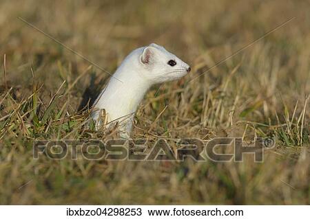 Hermelin (Mustela erminea), grosses Wiesel im Winterfell schaut neugierig und sichernd aus seinem Bau, Biospharengebiet, Schwabische Alb, Baden-Wurttemberg View Large Photo Image Stock Image - Hermelin (Mustela erminea), grosses Wiesel im Winterfell schaut neugierig und sichernd aus seinem Bau, Biospharengebiet, Schwabische Alb, Baden-Wurttemberg. Fotosearch