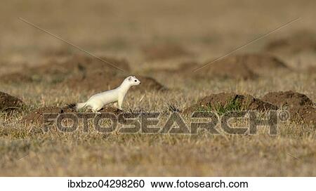 Hermelin (Mustela erminea), grosses Wiesel im Winterfell in seinem Lebensraum, Feldflur mit Erdhaufen der Schermaus oder Grosse Wuhlmaus (Arvicola terrestris), Biospharengebiet, Schwabische Alb, Baden-Wurttemberg View Large Photo Image Stock Image - Hermelin (Mustela erminea), grosses Wiesel im Winterfell in seinem Lebensraum, Feldflur mit Erdhaufen der Schermaus oder Grosse Wuhlmaus (Arvicola terrestris), Biospharengebiet, Schwabische Alb, Baden-Wurttemberg. Fotosearch