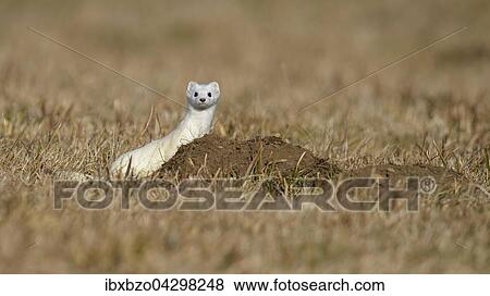 Hermelin (Mustela erminea), grosses Wiesel im Winterfell in seinem Lebensraum, Feldflur mit Erdhaufen der Schermaus oder Grosse Wuhlmaus (Arvicola terrestris), Biospharengebiet, Schwabische Alb, Baden-Wurttemberg View Large Photo Image Stock Photo - Hermelin (Mustela erminea), grosses Wiesel im Winterfell in seinem Lebensraum, Feldflur mit Erdhaufen der Schermaus oder Grosse Wuhlmaus (Arvicola terrestris), Biospharengebiet, Schwabische Alb, Baden-Wurttemberg. Fotosearch